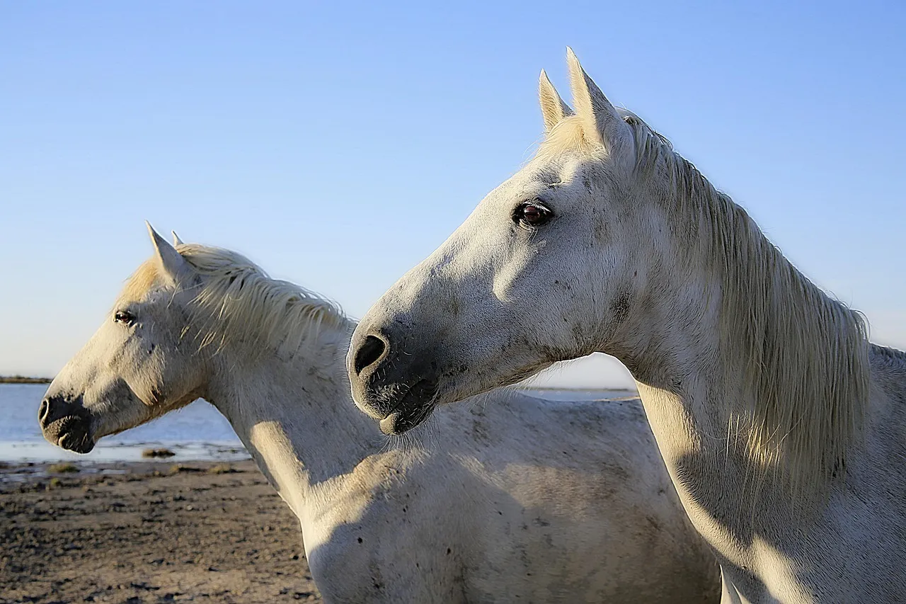 Selective Focus Photography of White Horse