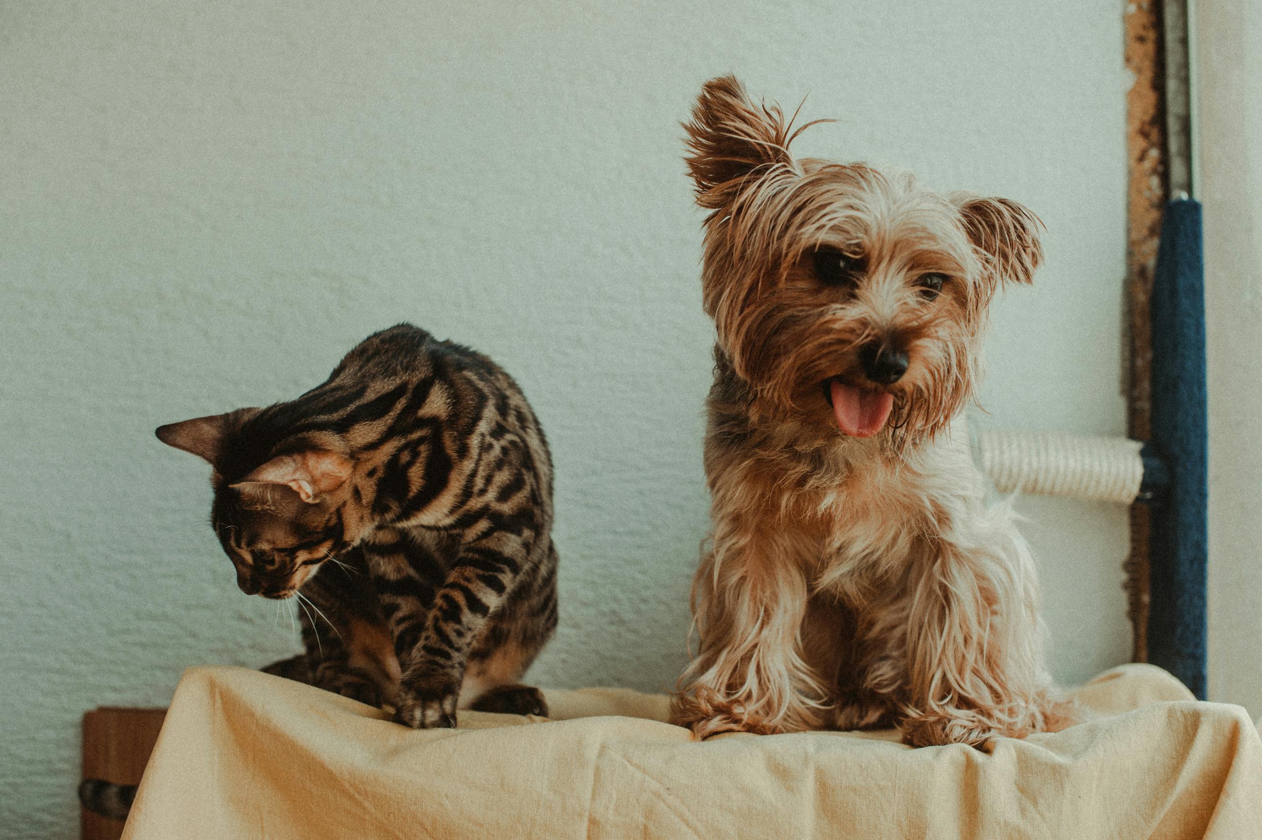 A Portrait of a Little Cat and Dog