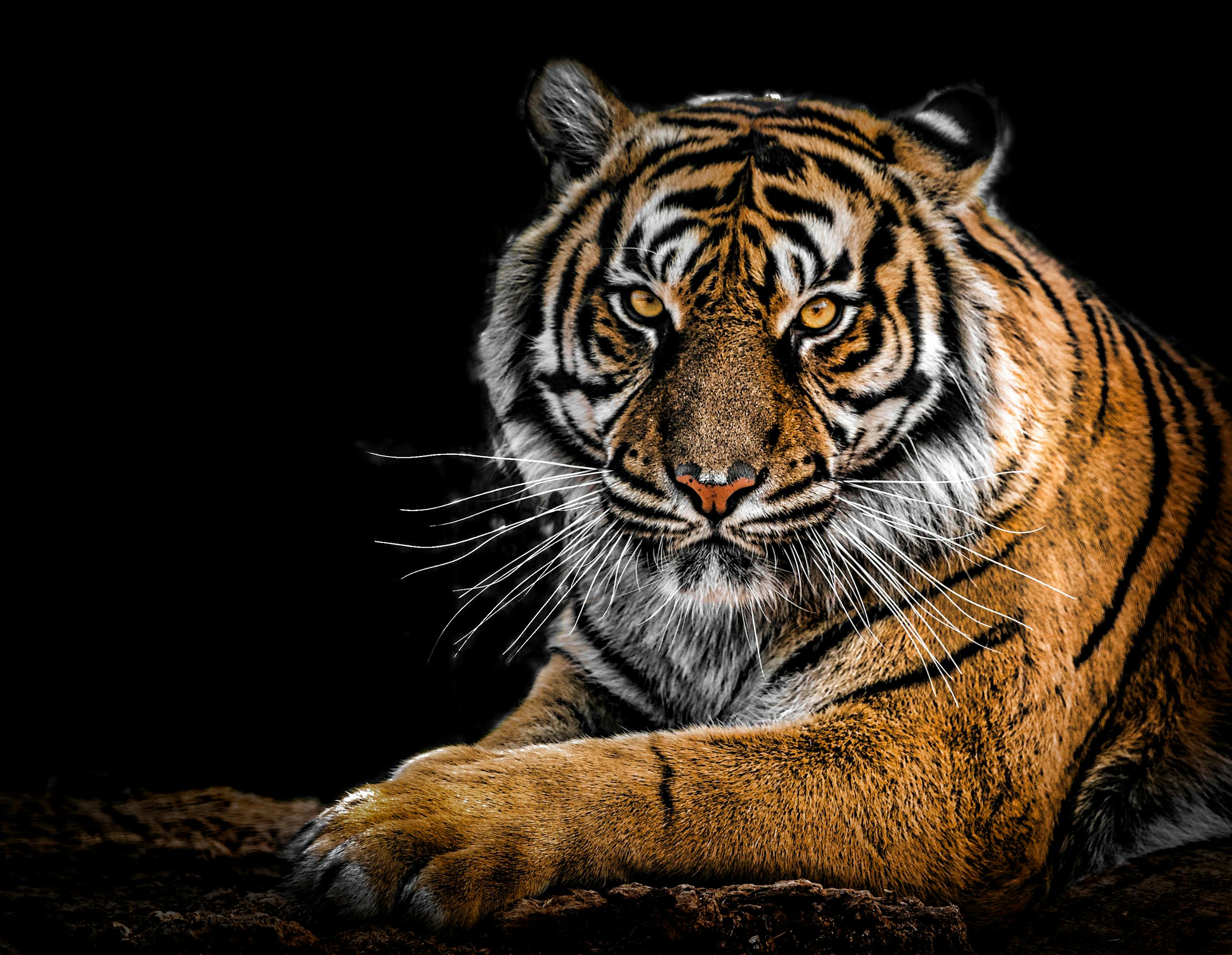 Close-Up Photography of Tiger